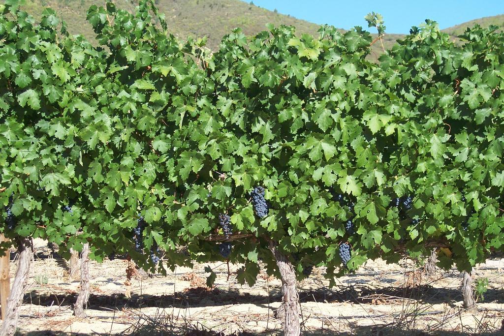 Sonklip Hotel Stellenbosch Ngoại thất bức ảnh